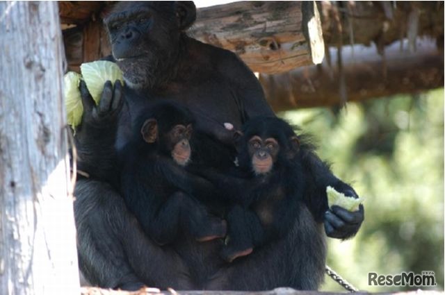 双子を抱く母親サンゴ（撮影時、ふたごは5か月齢）