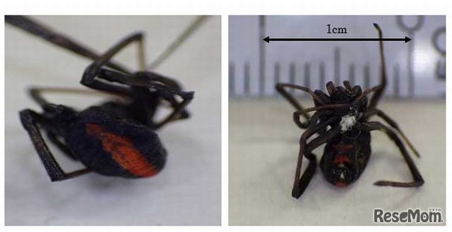 都内で発見されたセアカゴケグモ