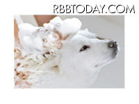 デジタルフォトフレーム、ソフトバンクモバイル 「お父さんCM名場面シリーズ」の画像イメージ