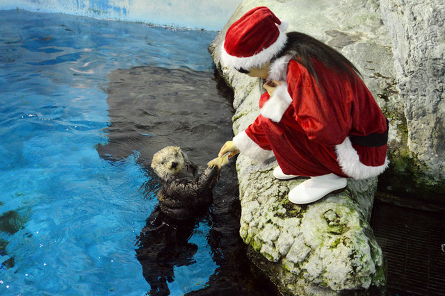 きまぐれサンタのフィーディングタイム