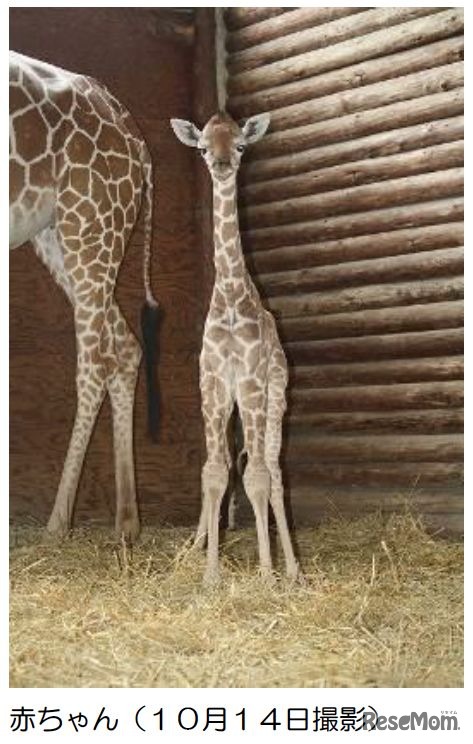 キリンの赤ちゃん（10月14日撮影）