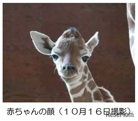 赤ちゃんの顔（10月16日撮影）