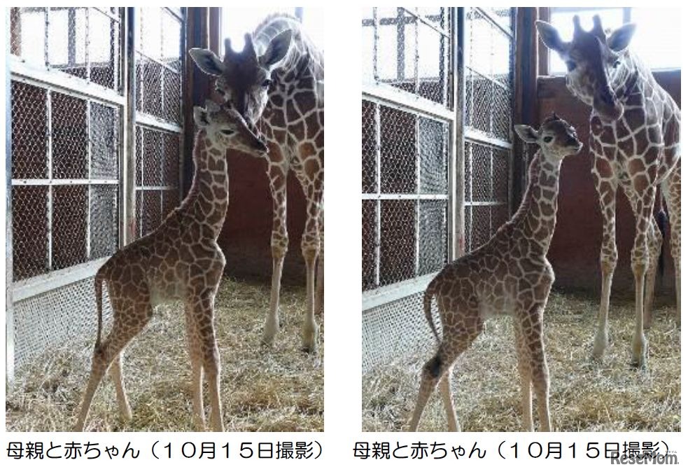 母親と赤ちゃん（10月15日撮影）