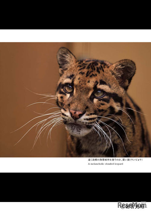 魔法のどうぶつえん