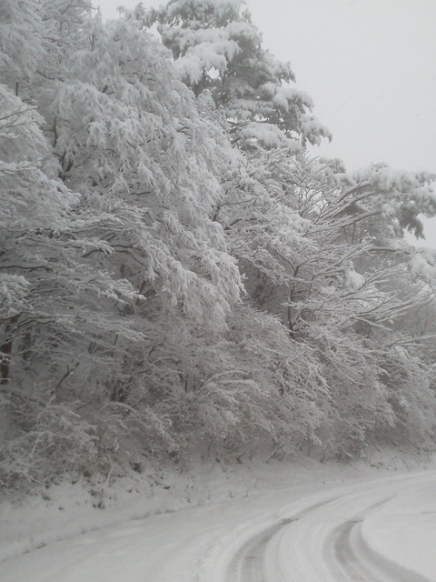 12月5日、大雪に見舞われた徳島県名東郡佐那河内村の様子（ウェザーニューズより）