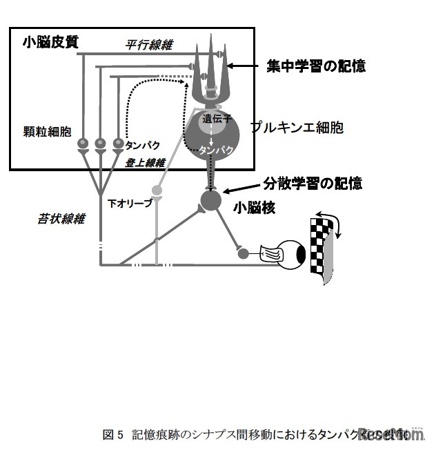 記憶痕跡のシナプス間移動におけるタンパク質の役割