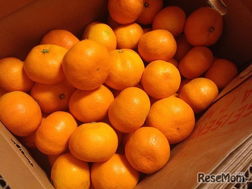 東大みかん愛好会、配布みかんイメージ