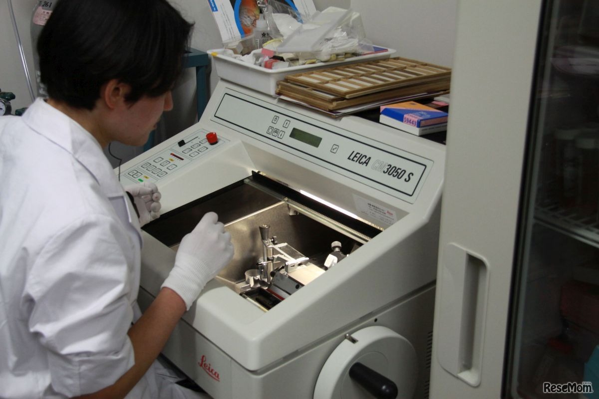 クライオスタットで顕微観察用の薄切切片を作る