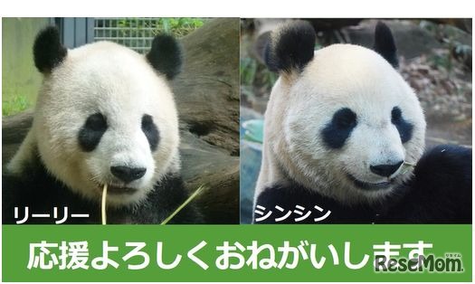 リーリーとシンシン