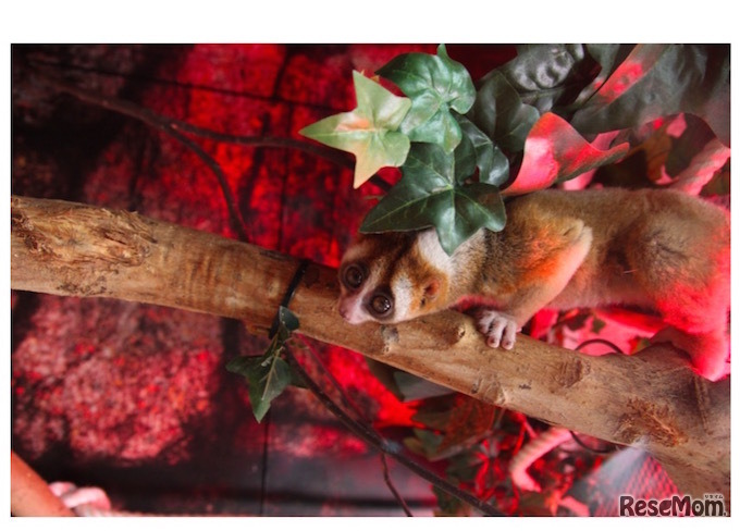 「スローロリス」リンパ節から分泌する毒を舐めて唾液に毒を含ませる