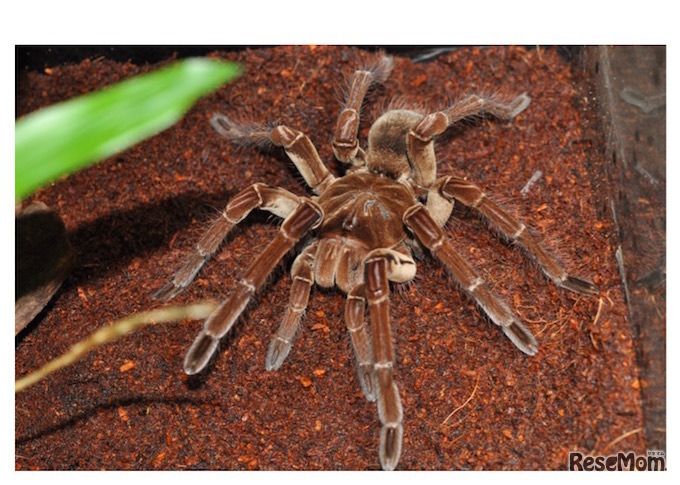 「ゴライアスバードイーター 」毒々しい見た目だが、毒の強さは弱い