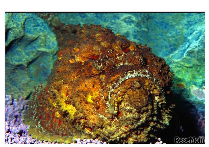 「オニダルマオコゼ」鋭く長い毒トゲに刺されるとショック症状で死に至るケースも