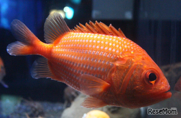 さかなクンのわくわく海スクール