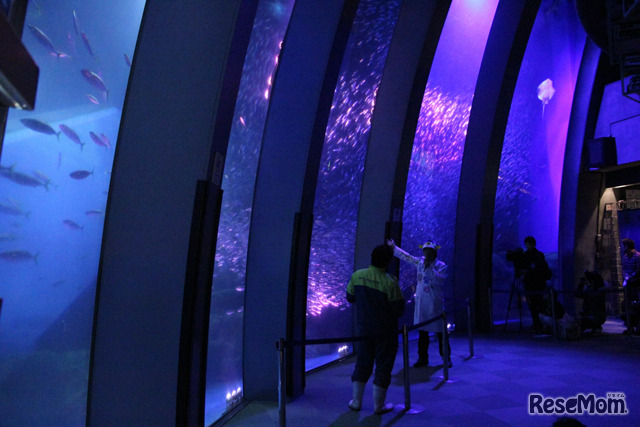 スーパーイワシイリュージョン～桜～