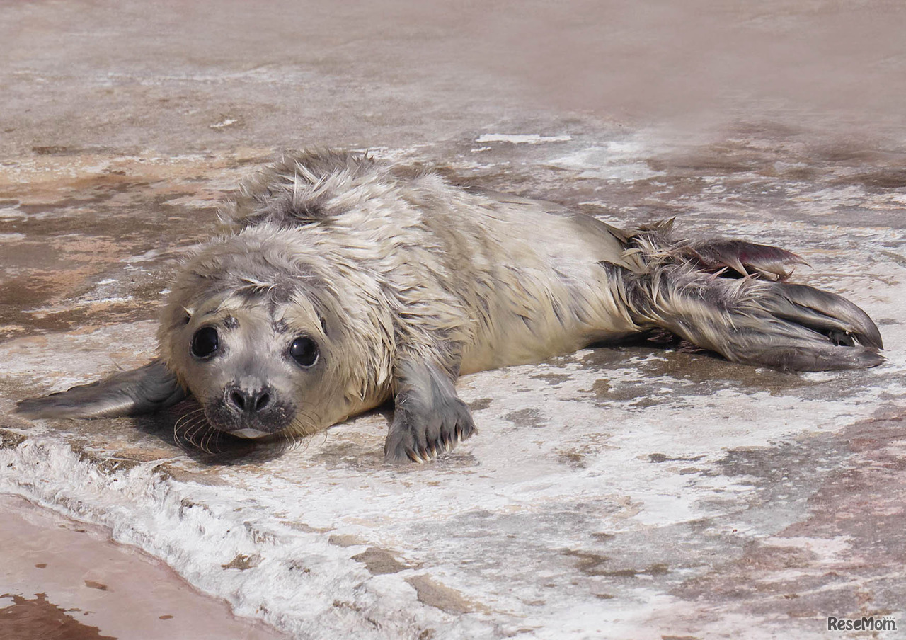 2月24日に誕生したゴマフアザラシの赤ちゃん