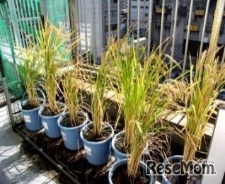 バケツ稲づくり