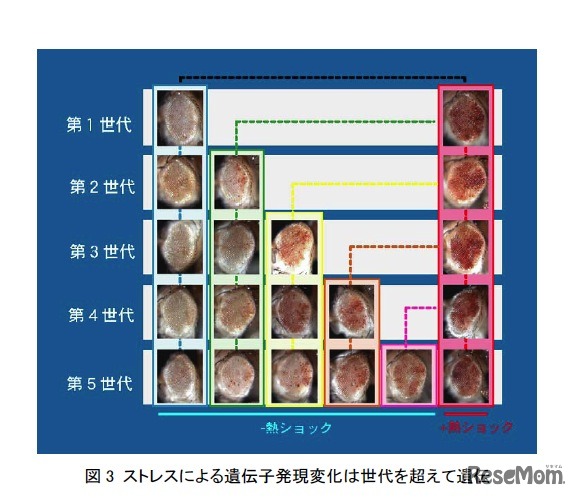 ストレスによる遺伝子発現変化は世代を超えて遺伝
