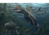 スピノサウルス復元画　(c) Davide Bonadonna