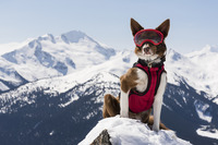 「スーパーパワー・ドッグス」監督：ダニエル・ファーガソン／2019年／アメリカ／45分