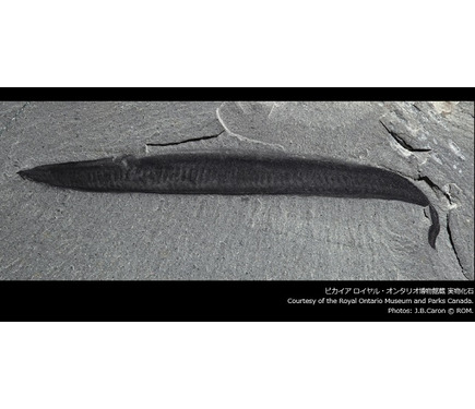 夏休み 生命進化の歴史をたどる 生命大躍進展 上野7 7 10 4 2枚目の写真 画像 リセマム