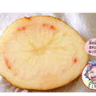 【自由研究】ジャガイモって、根？くき？（小学生向け） 画像