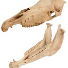 大阪市立自然史博物館、干支にちなんだ「午年展」1/16-25 画像