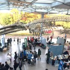 「大阪自然史フェスティバル」11/14-15、大阪市立自然史博物館 画像