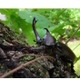 【夏休み】万博記念公園でカブトムシフェア開催…成虫プレゼントも 画像