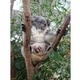 赤ちゃんコアラがママの袋から「こんにちは」…埼玉こども動物自然公園 画像