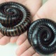 【夏休み2016】怖いけど近づきたい…天王寺動物園、奇妙な蟲が大集合8/5-21 画像