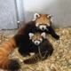 日本平動物園、レッサーパンダの赤ちゃんの名前を募集 画像