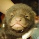 ヤブイヌの赤ちゃん4頭誕生、愛称募集…京都市動物園 画像