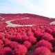 コキアでほうき作りに挑戦、参加者募集…国営ひたち海浜公園 画像