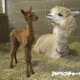 ふわふわのアルパカの赤ちゃん誕生、公開は12/16から…和歌山 画像