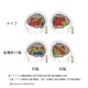 ナイフで鉛筆削り、学習効果が向上？リバネスら共同研究 画像