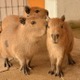 【GW2017】那須どうぶつ王国、カピバラの赤ちゃん4/29より公開…名前を募集 画像