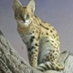 豊橋総合動植物公園、サーバルキャットのお名前は「ステル」ちゃんに決定 画像