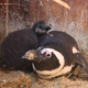 アドベンチャーワールドに7羽のケープペンギンの赤ちゃん誕生 画像