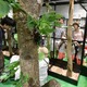 【夏休み2019】大昆虫展inスカイツリー7/20-9/1…昆虫食も 画像