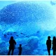 仙台うみの杜水族館「Sparkling of Life」リニューアル 画像