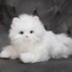 猫型ペットロボット「しっぽふりふり あまえんぼう 子ねこちゃん」発売 画像