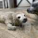 ゴマフアザラシの赤ちゃん誕生、名前募集…東武動物公園 画像