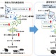 自閉スペクトラム症の新たな病態メカニズムを解明、藤田医科大らの研究 画像