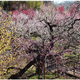 東京都「神代植物公園」梅・椿・桜 開花にあわせた催し、2/10から 画像
