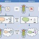 「空腹時には記憶力が上がる」東京都医学総合研究所が発表 画像