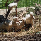 埼玉こども動物自然公園、念願のニホンコウノトリのヒナ3羽誕生 画像