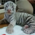 【夏休み】那須でホワイトタイガー誕生…8/12より赤ちゃんライオンと同時公開 画像