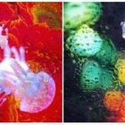 すみだ水族館×蜷川実花、街や自然に浮かぶクラゲ…9/9より 画像
