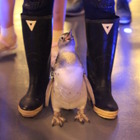 【夏休み】すみだ水族館の赤ちゃんペンギン「たいこ」がプールデビュー 画像