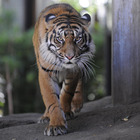 インドネシアの動物を学ぶモーニングZOO…上野動物園9/27 画像